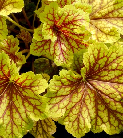 Coral Bells Red Lightning